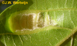 Blad onderkant: Okkernootviltmijt (Aceria erinea)